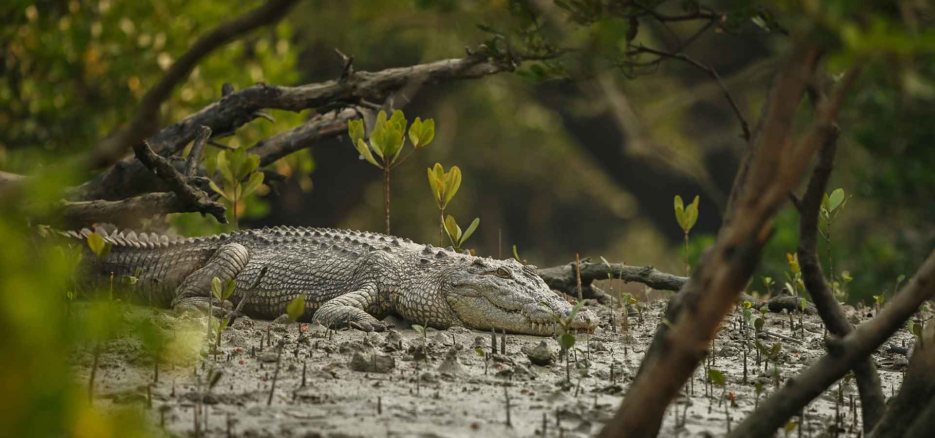Sundarban Baidya Travels - 3