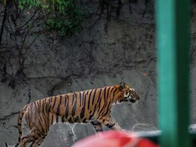 sundarban baidya travels