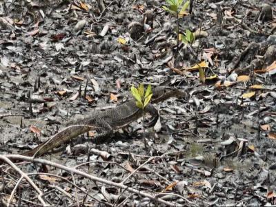 sundarban baidya travels