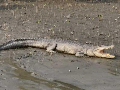 sundarban baidya travels