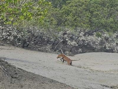 sundarban baidya travels