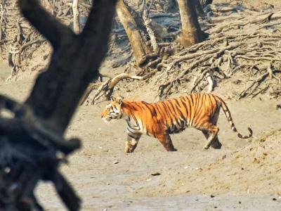sundarban baidya travels