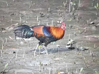 sundarban baidya travels