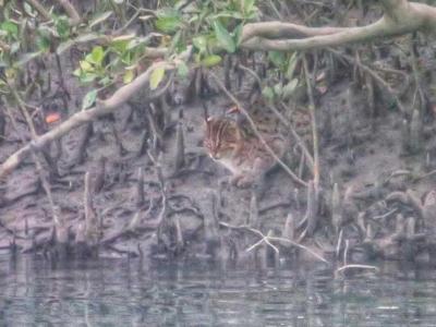 sundarban baidya travels