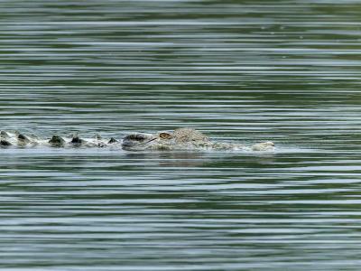 sundarban baidya travels