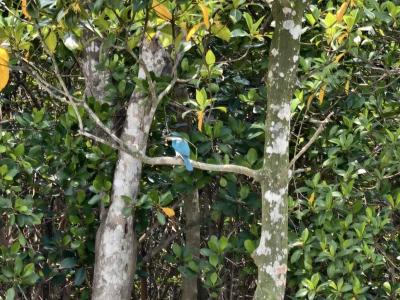 sundarban baidya travels